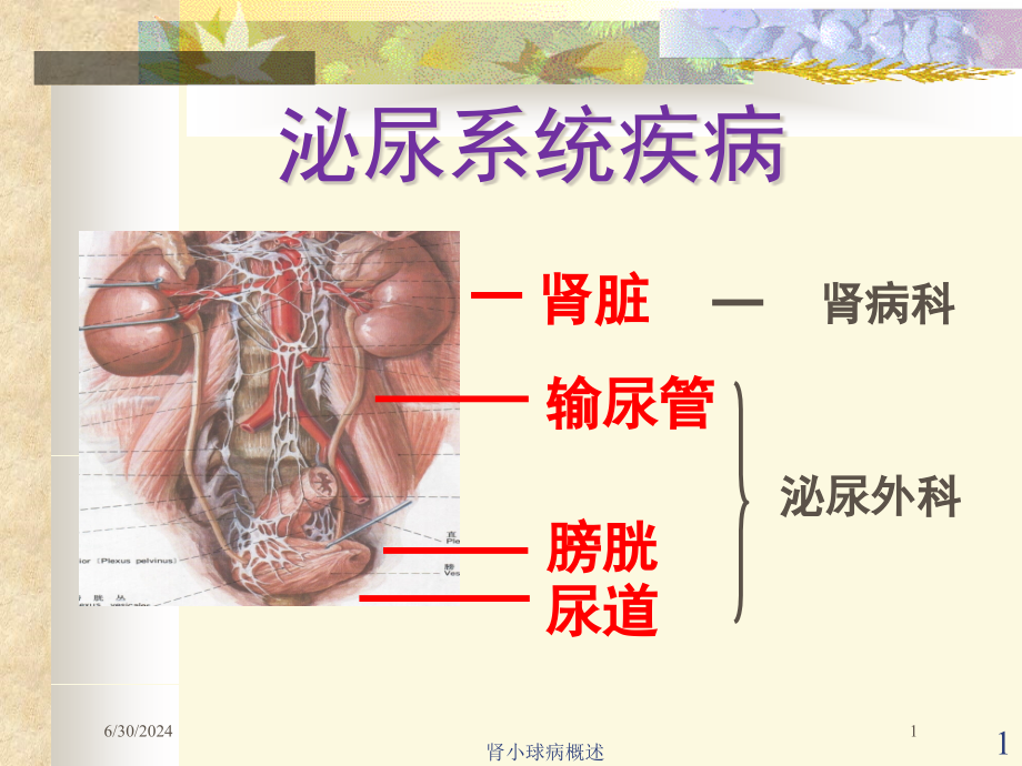 肾小球病概述培训ppt课件_第1页