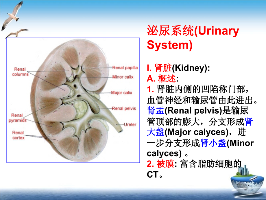 泌尿系统(Urinary课件_第1页