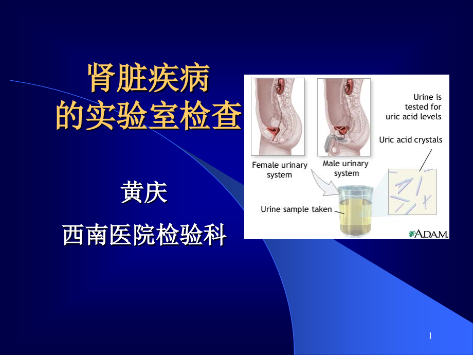 肾功能实验诊断课件_第1页