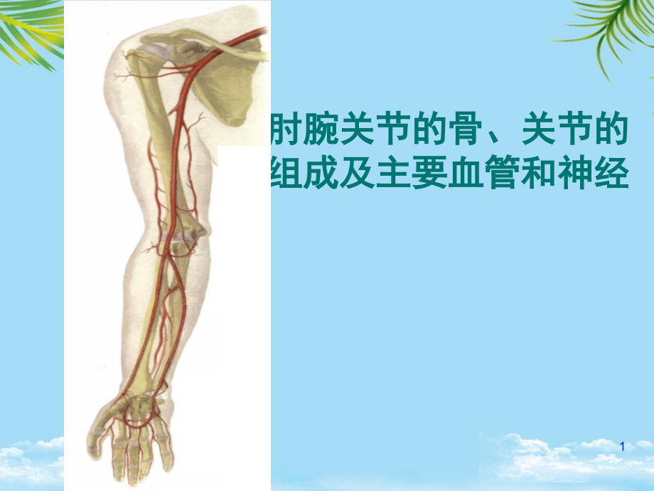 肘腕关节的骨关节的组成及主要血管和神经全面资料课件_第1页