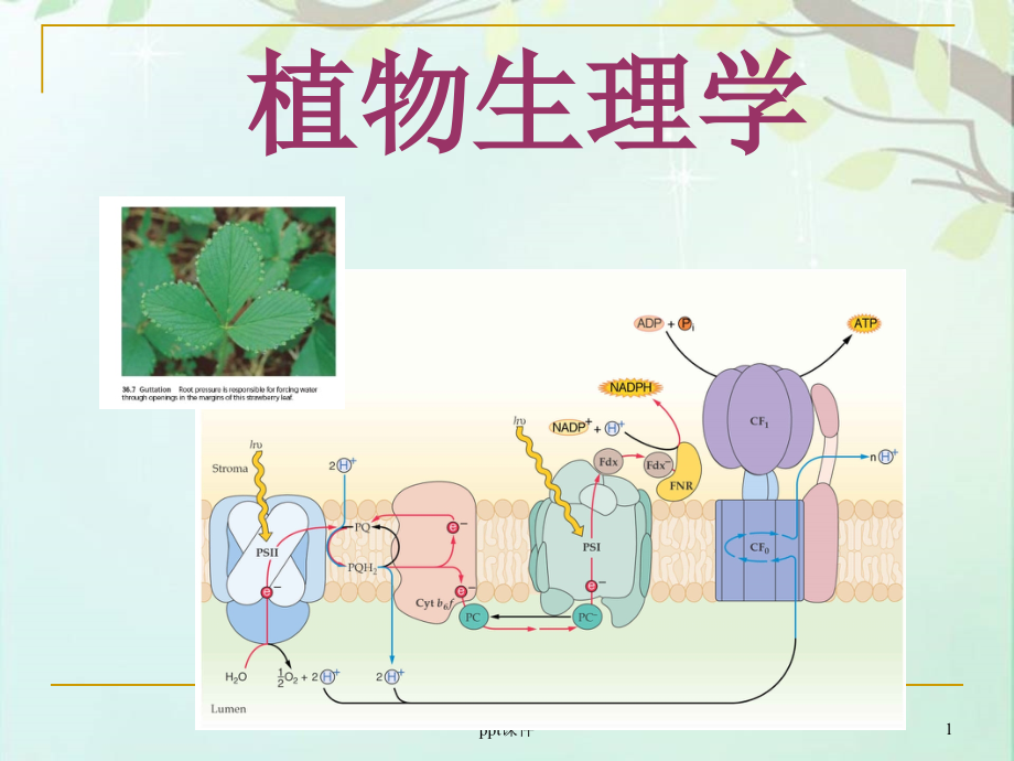 植物生理学--绪论--课件_第1页