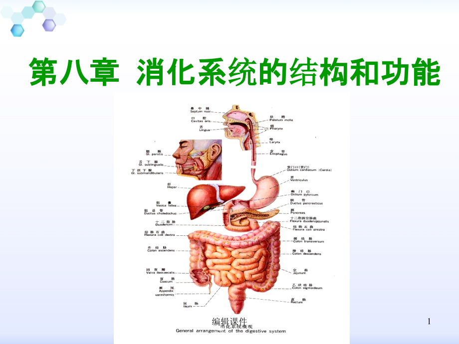 消化系统解剖结构课件_第1页