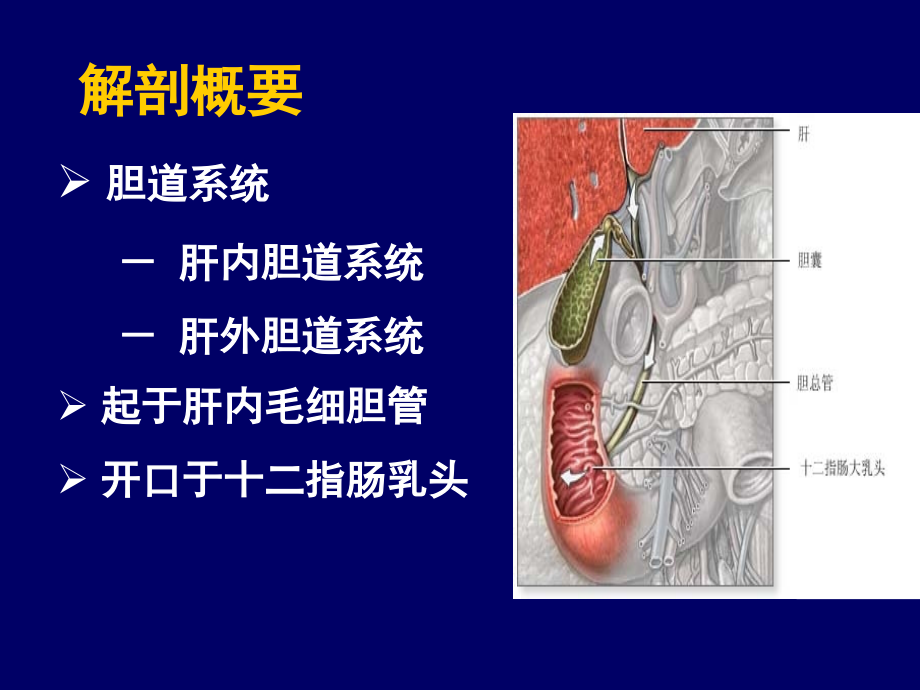 胆道系统疾病医学课件_第1页