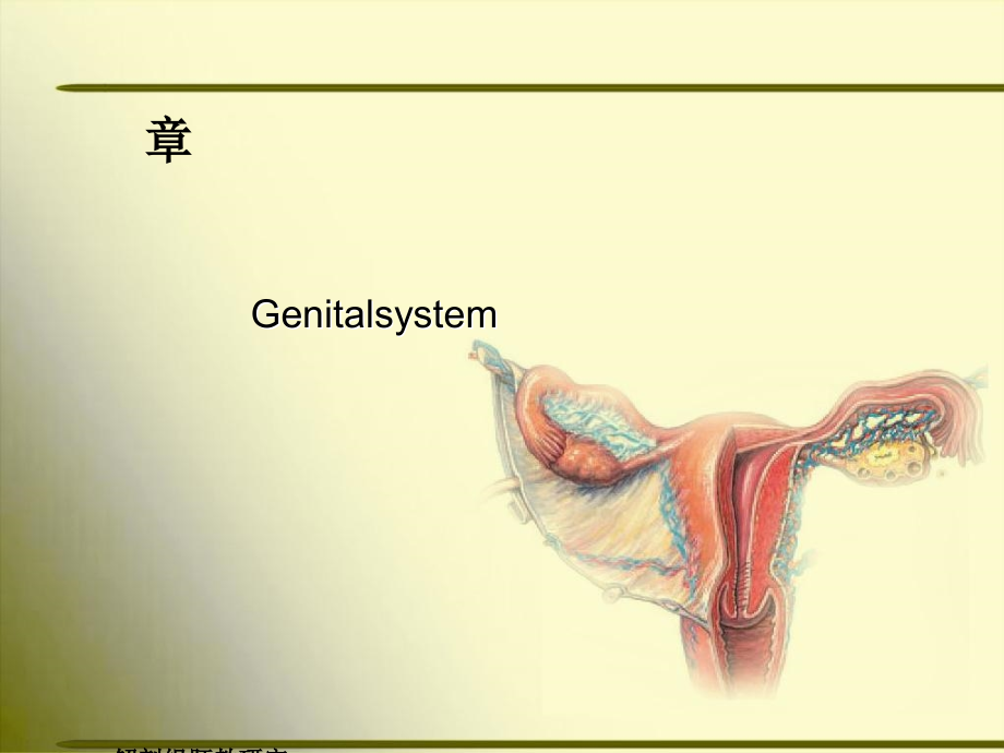 正常人体解剖学-第五章-生殖系统课件_第1页