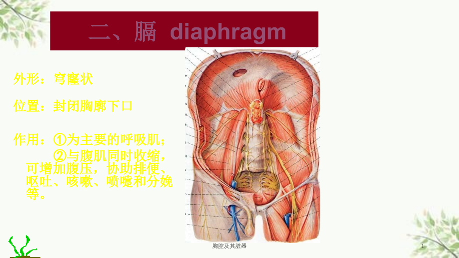 胸腔及其脏器ppt课件_第1页