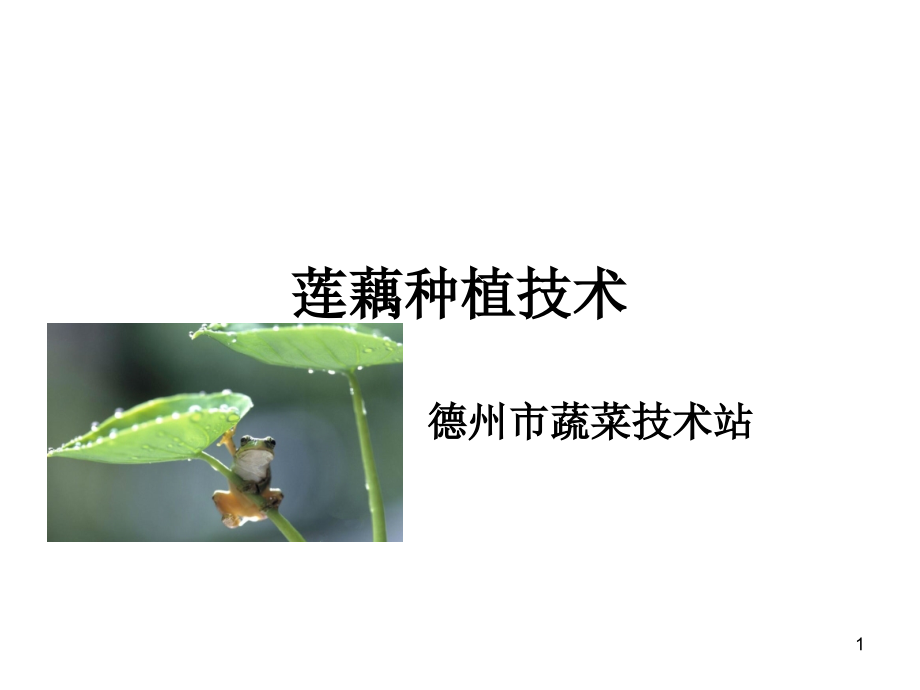 莲藕种植技术分析课件_第1页