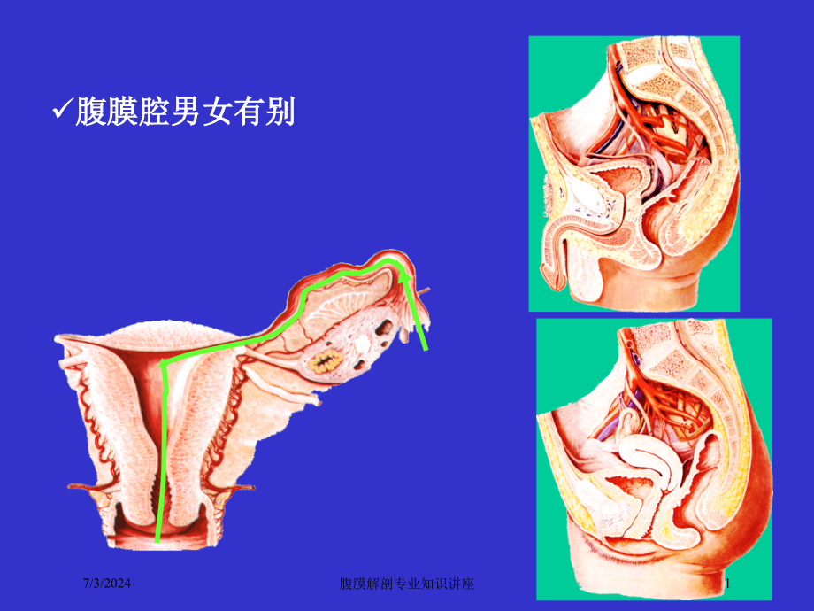 腹膜解剖专业知识讲座培训ppt课件_第1页