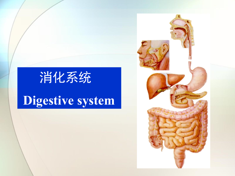 解剖学消化系统参考课件_第1页