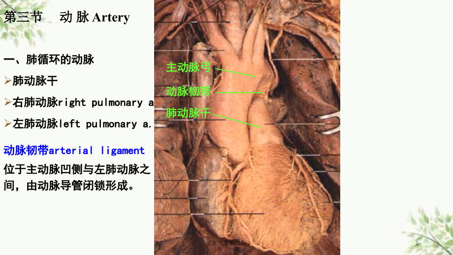 解动脉ppt课件_第1页