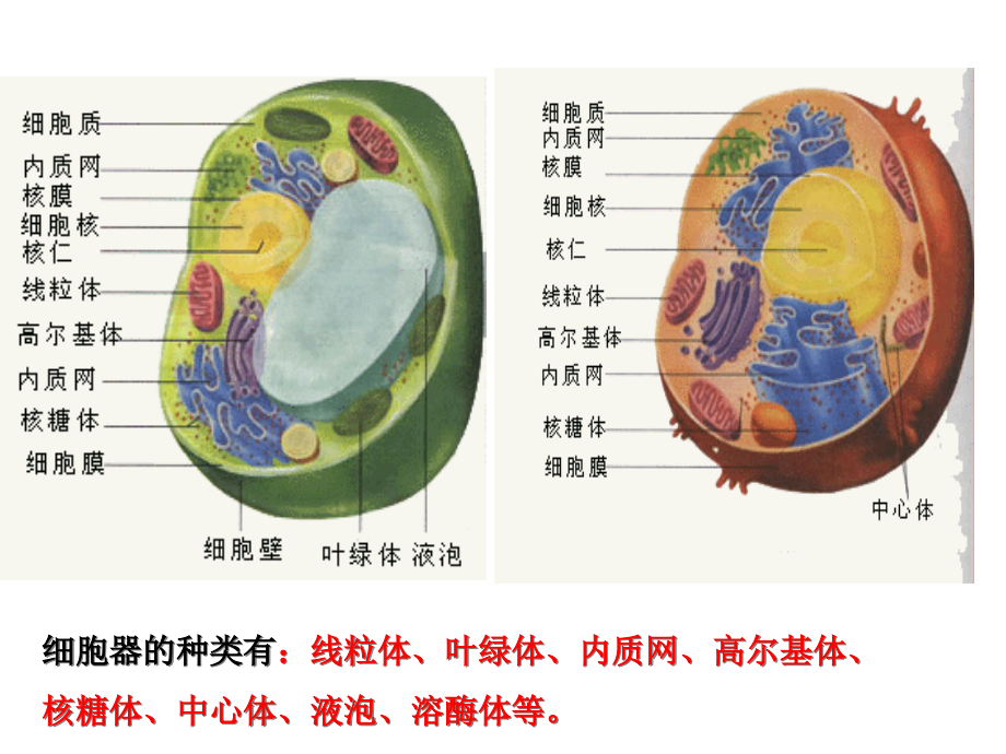 生物细胞器系统内的分工合作新人教版必修课件_第1页