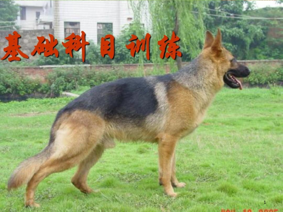 警犬基础科目训练课件_第1页