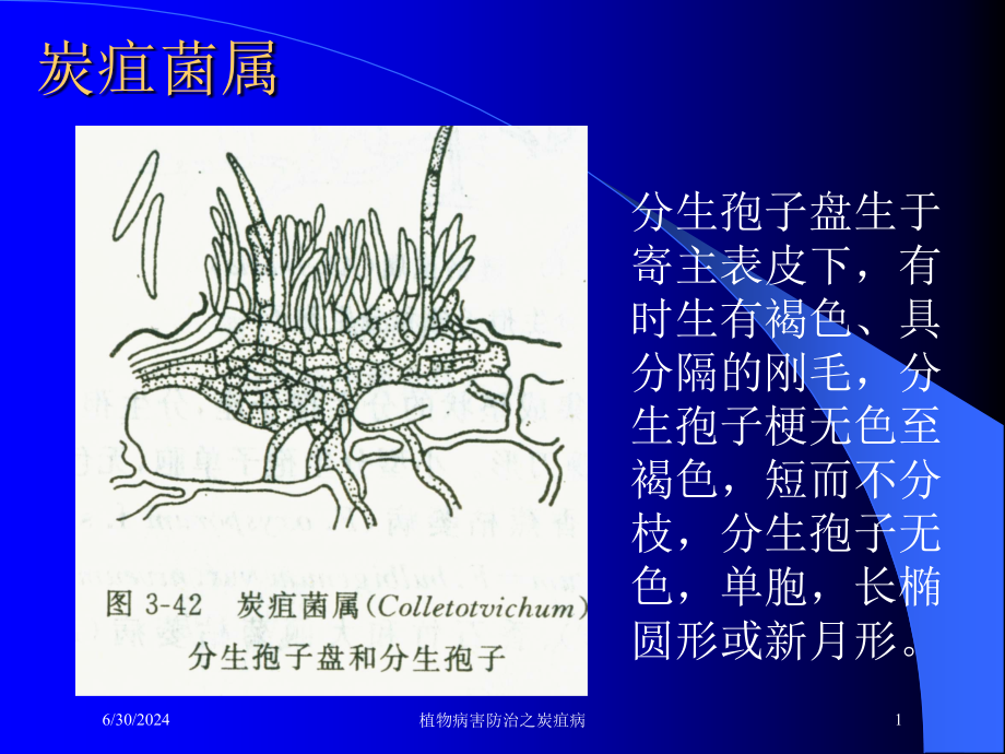 植物病害防治之炭疽病培训课件_第1页