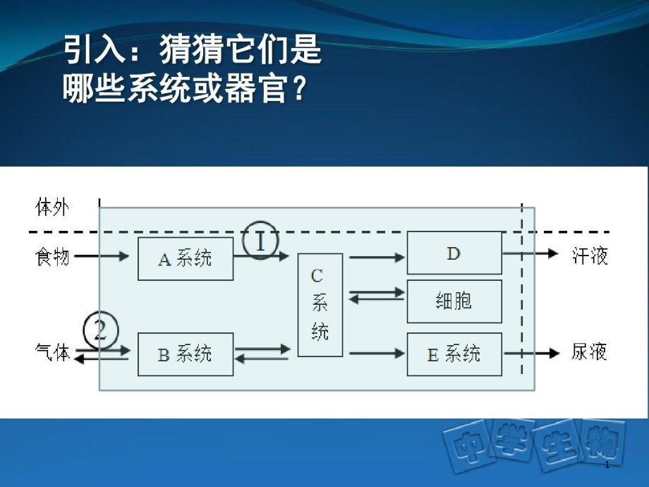 泌尿系统-结构及尿液形成过程课件_第1页