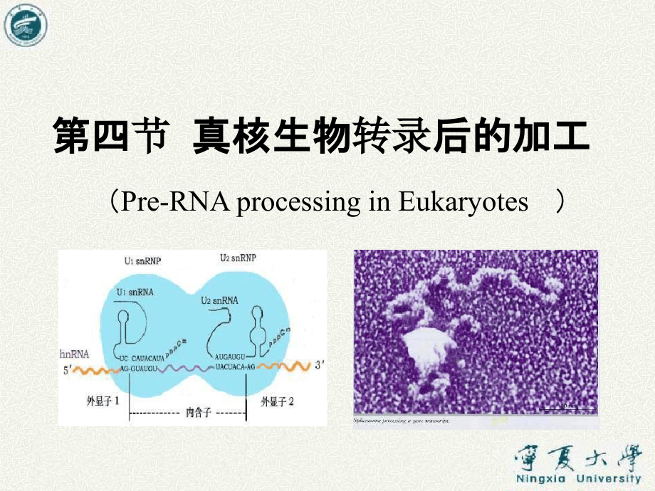 真核生物转录后的加工课件_第1页