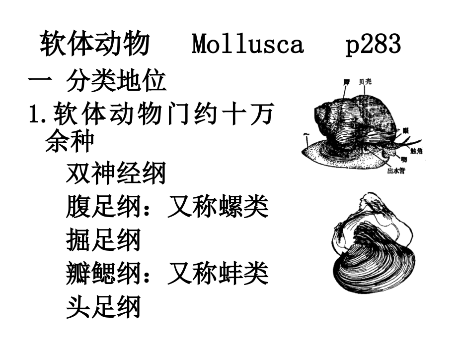 水生生物学课件16蚌-的贝壳软体动物---Mollusca_第1页