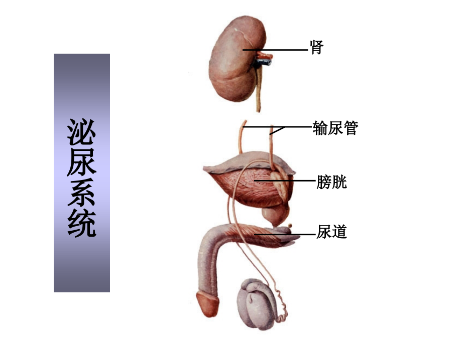 泌尿生殖系统N课件_第1页