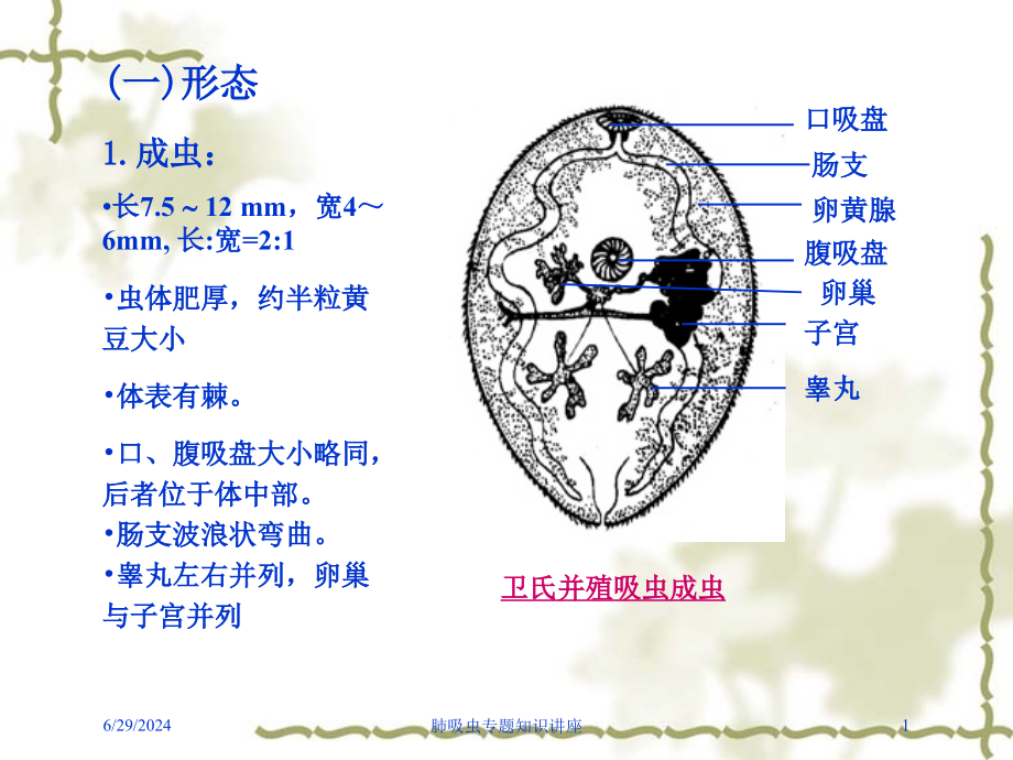 肺吸虫专题知识讲座培训ppt课件_第1页