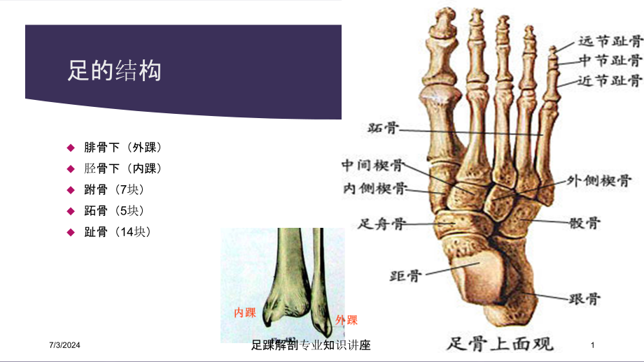 足踝解剖专业知识讲座培训ppt课件_第1页