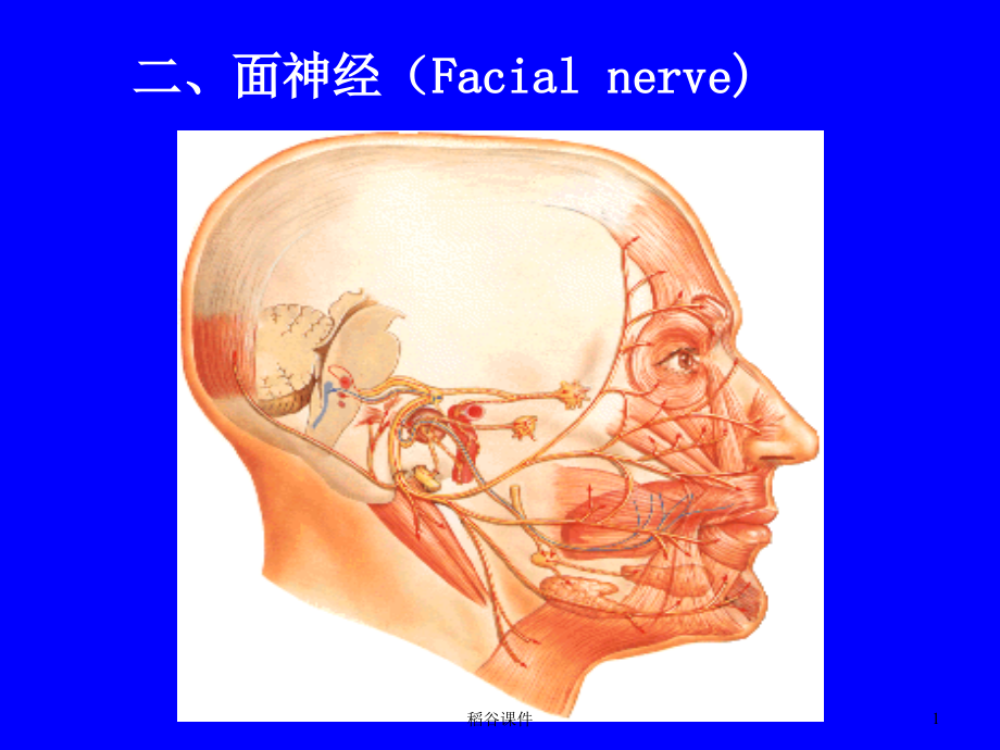 面神经(Facial-nerve)(专业知识)课件_第1页