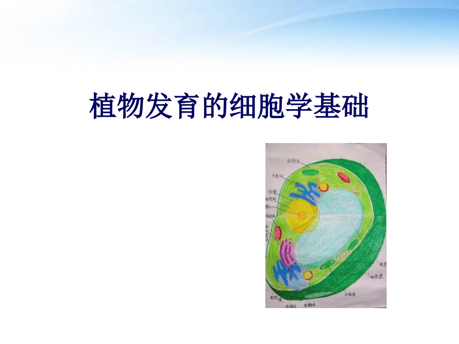 植物发育的细胞学基础--课件_第1页