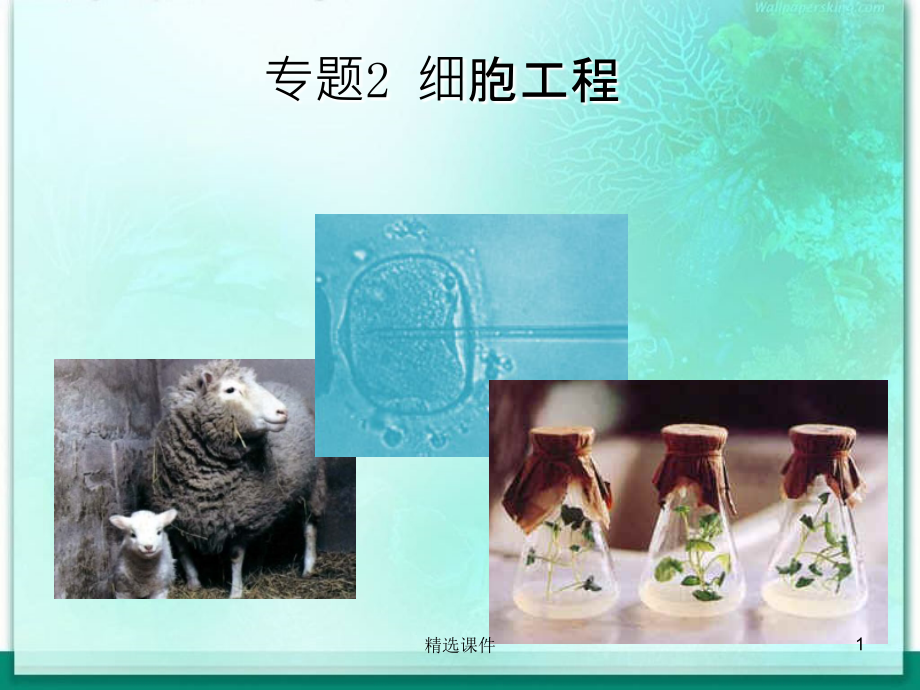 植物细胞工程的基本技术64442课件_第1页