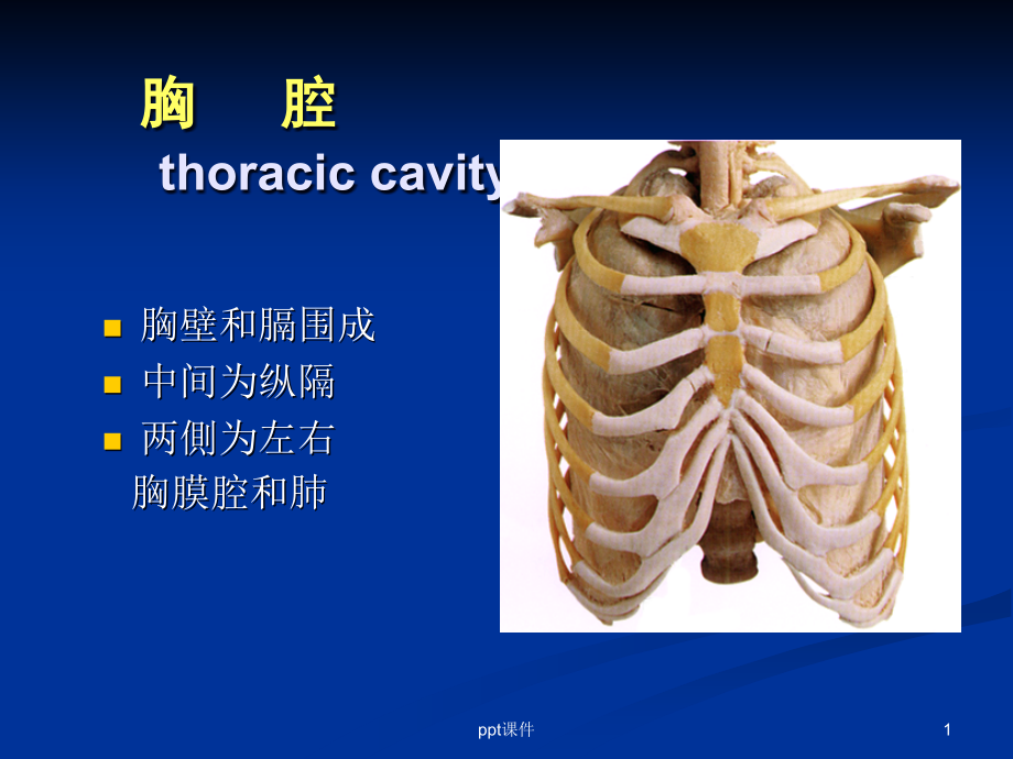 胸腔解剖图谱--课件_第1页