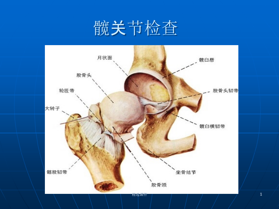 髋关节体格检查课件_第1页