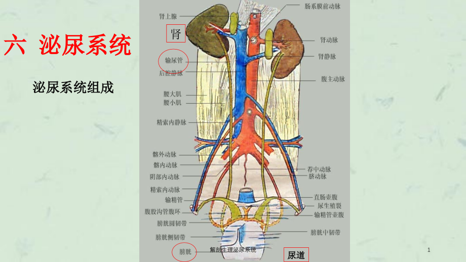 解剖生理泌尿系统ppt课件_第1页