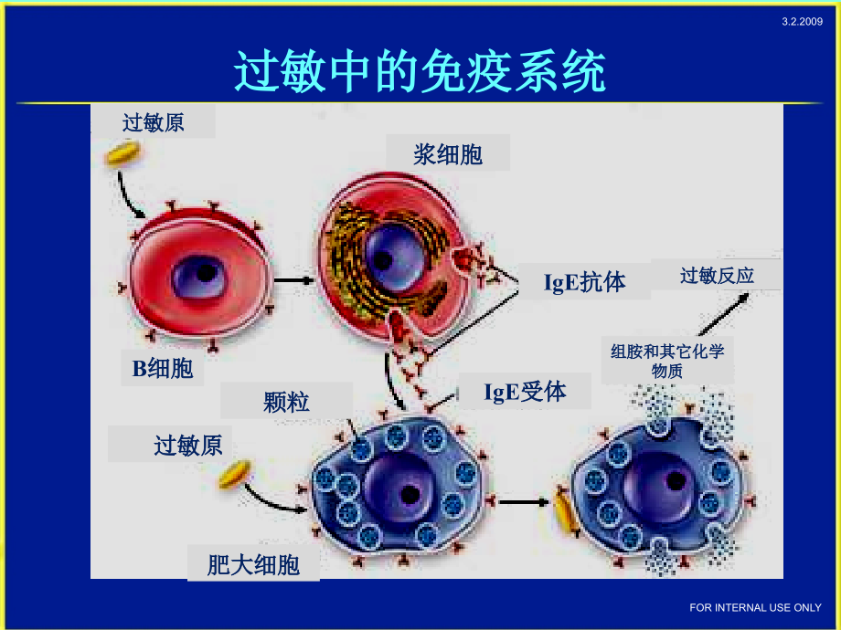 过敏中的免疫系统课件_第1页