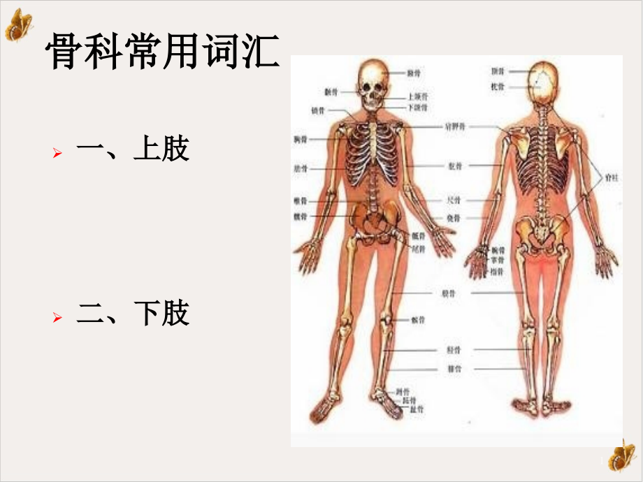 骨科常见词汇解析课件_第1页