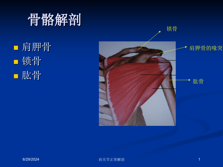 肩关节正常解剖培训ppt课件_第1页