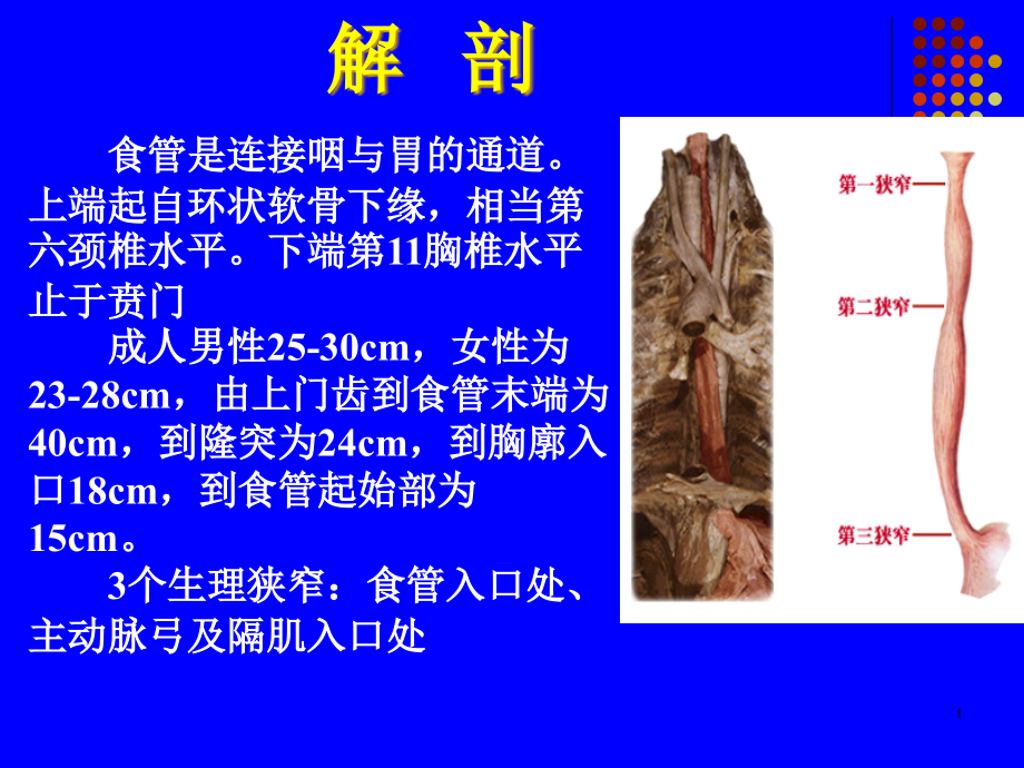 食管癌放射治疗靶区勾画cui课件_第1页