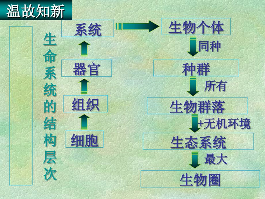 生态系统的结构1解析课件_第1页