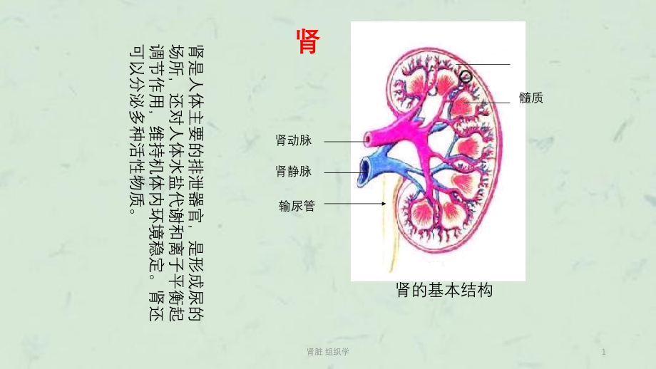 肾脏-组织学ppt课件_第1页