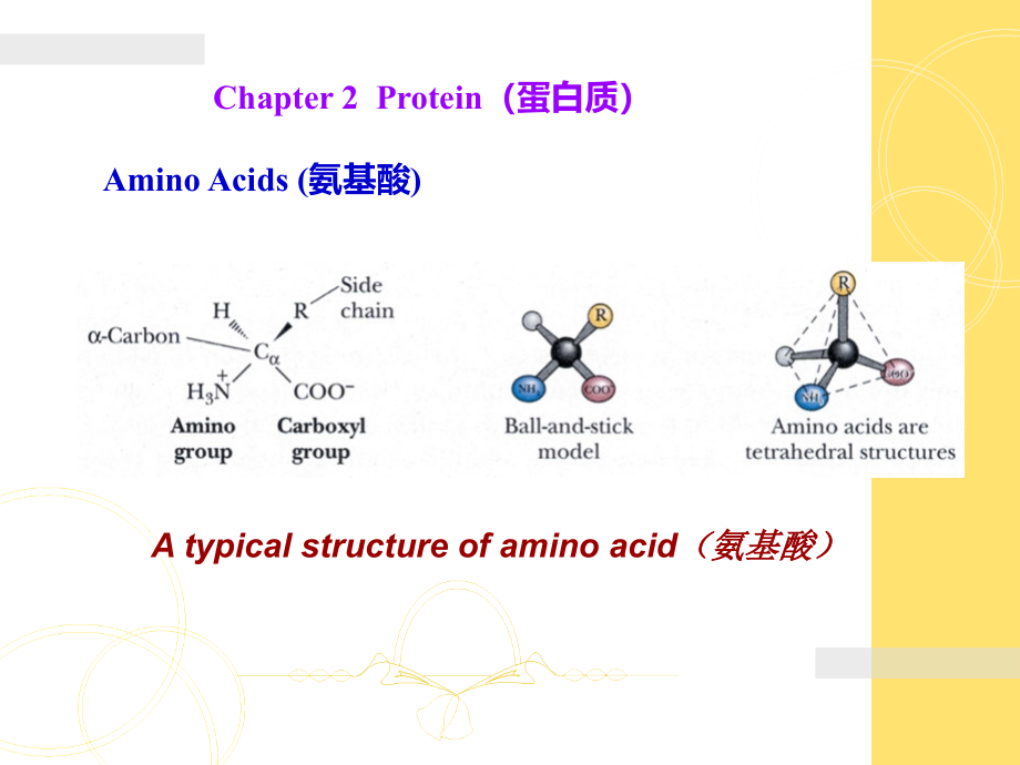 生物化学-蛋白质课件_第1页