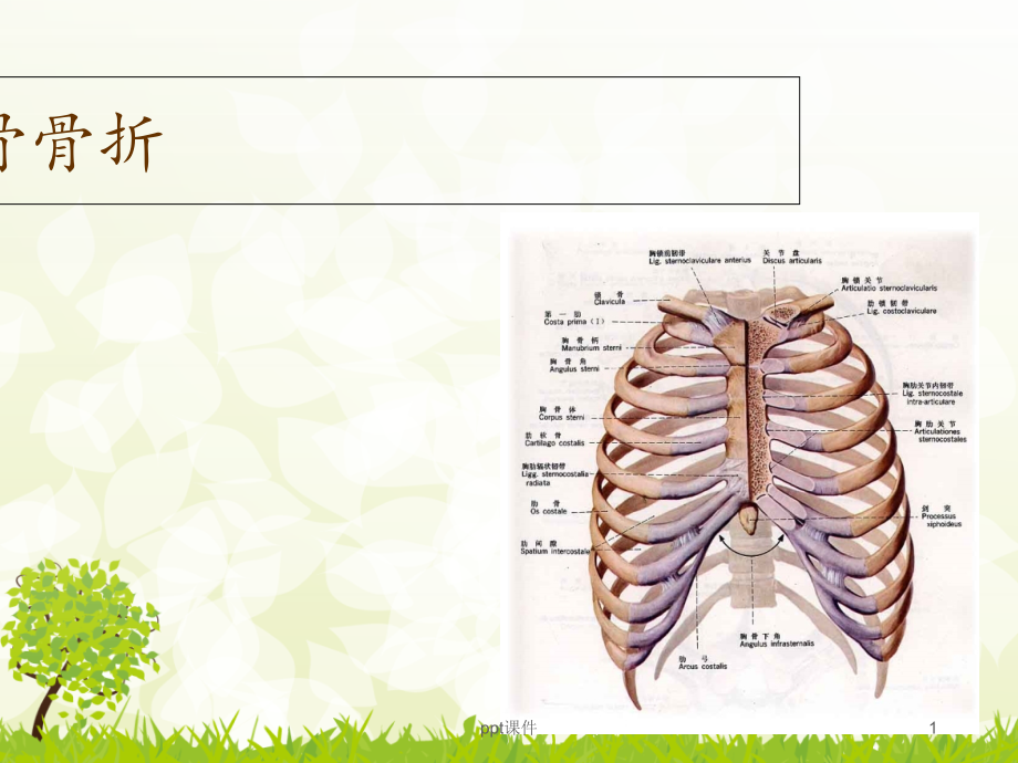 肋骨骨折的护理课件_第1页
