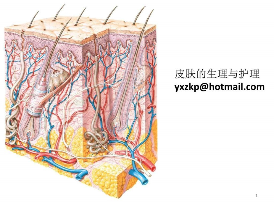 皮肤的日常护理课件_第1页