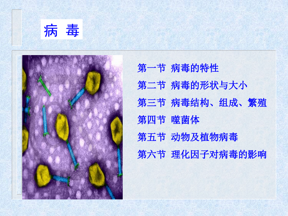 环境工程微生物病毒课件_第1页