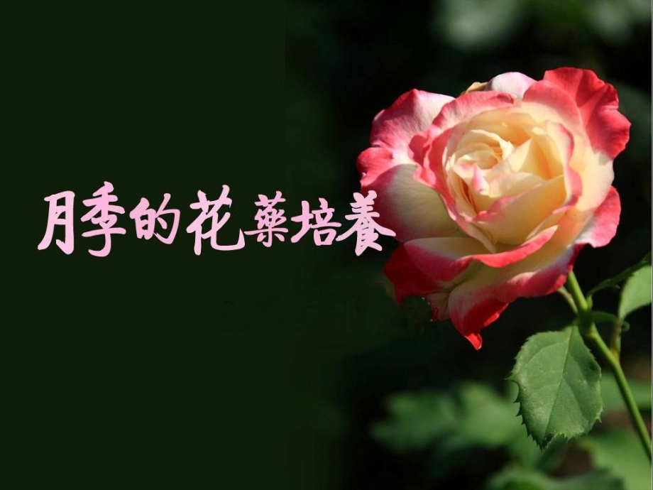 月季花药培养课件_第1页