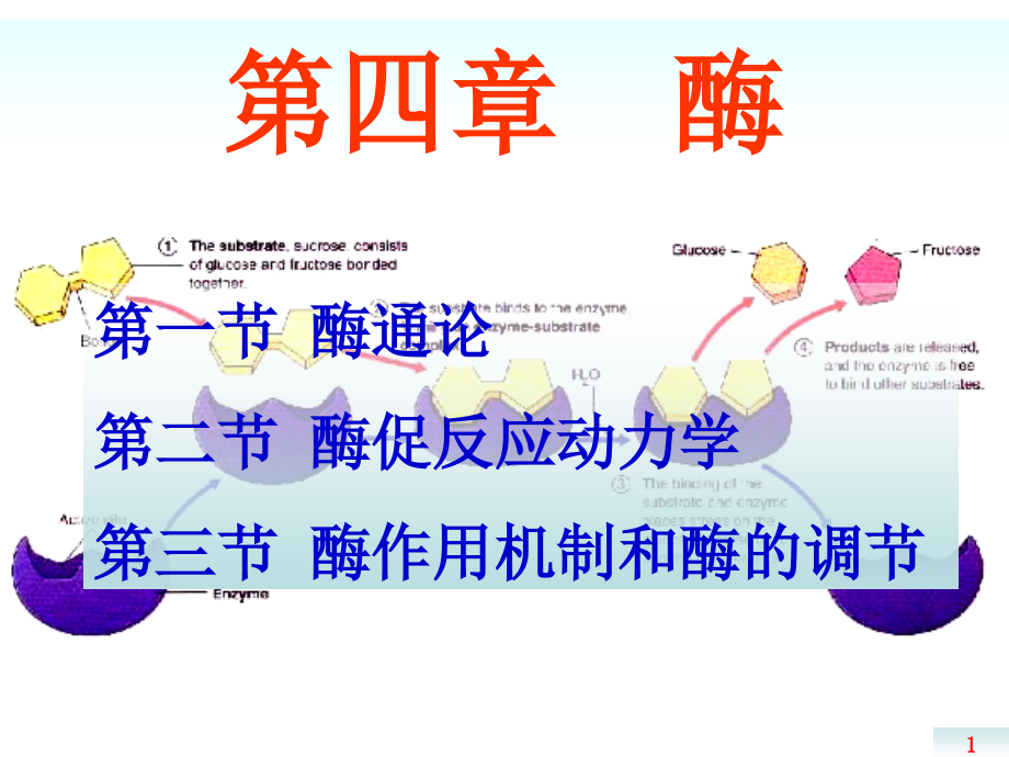 第04章2-酶促反应动力学-3学时课件_第1页