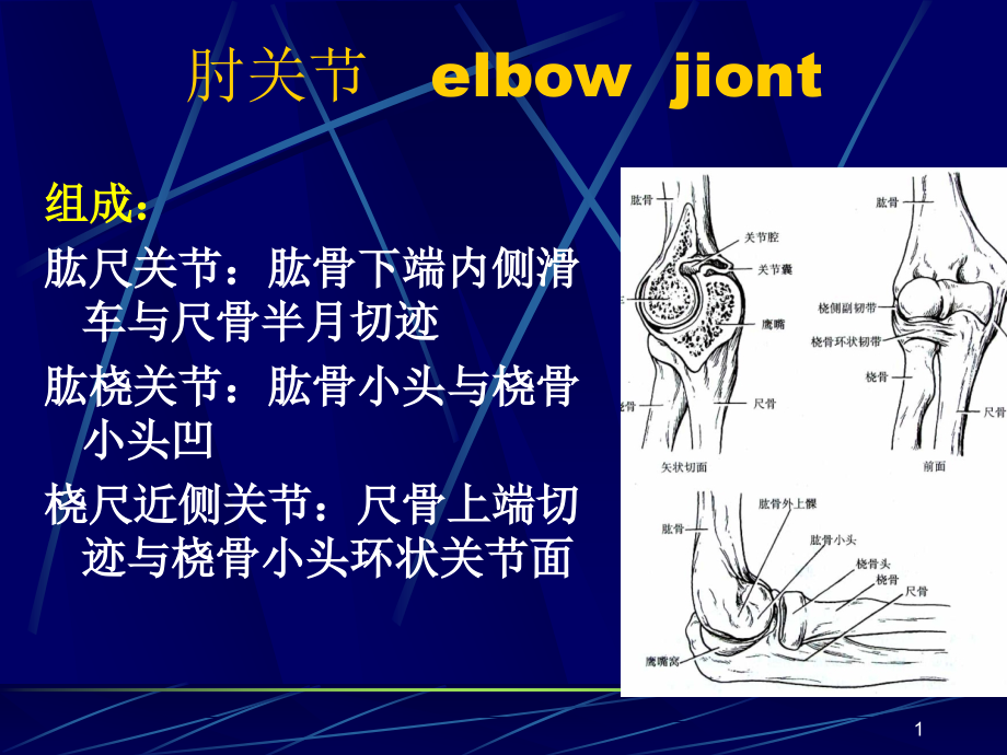 肘关节及前臂解剖与手术入路课件_第1页