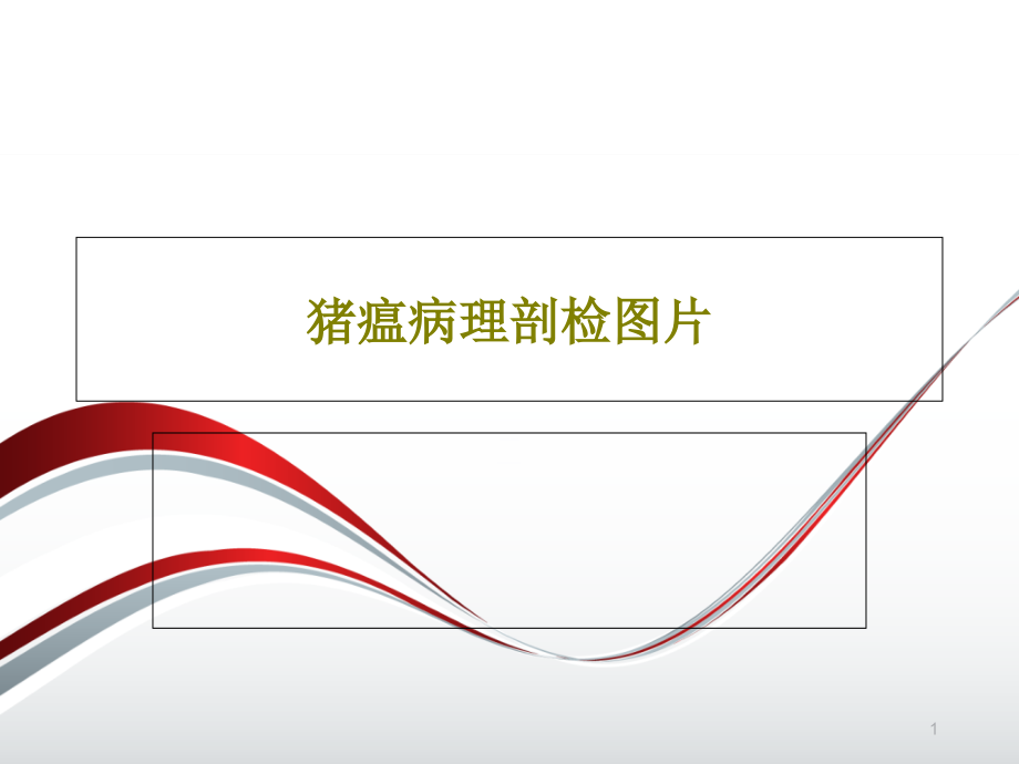 猪瘟病理剖检图片课件_第1页