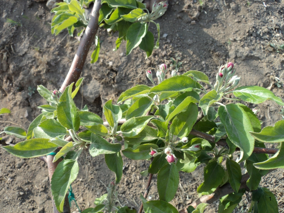 第三讲-苹果花果管理课件_第1页