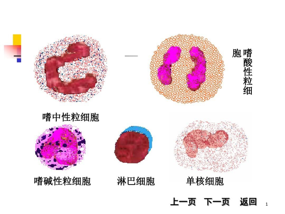 白细胞分类和计数课件_第1页