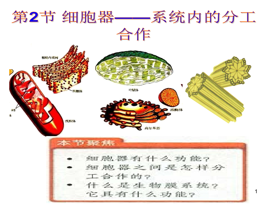 细胞器ppt课件_第1页