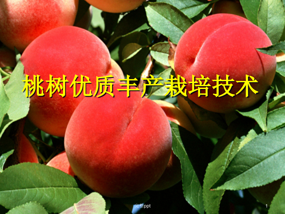 桃树优质丰产栽培技术课件_第1页
