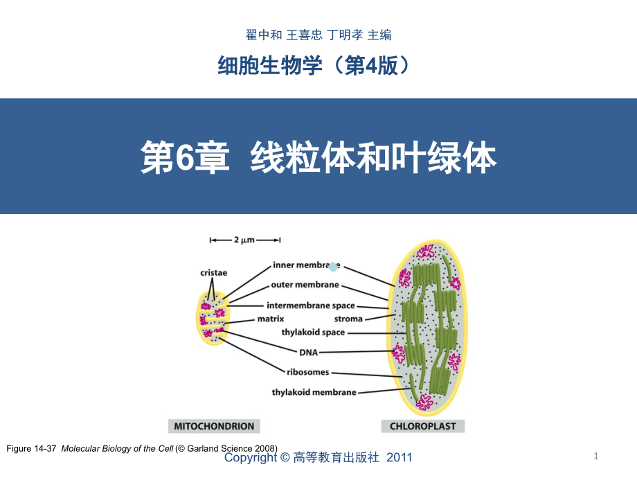 第6章线粒体和叶绿体课件_第1页