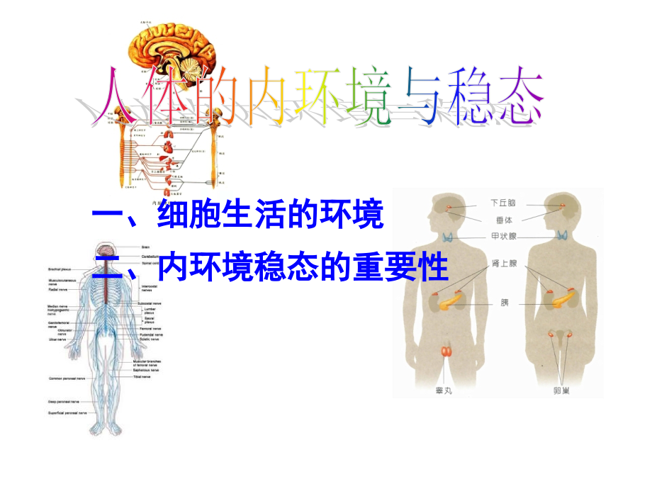 生物-第一章复习-人的内环境与稳态课件_第1页