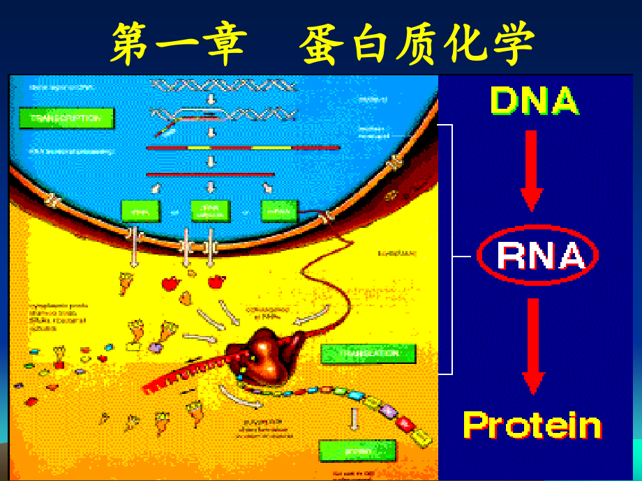 生化答案第1章-蛋白质-1课件_第1页