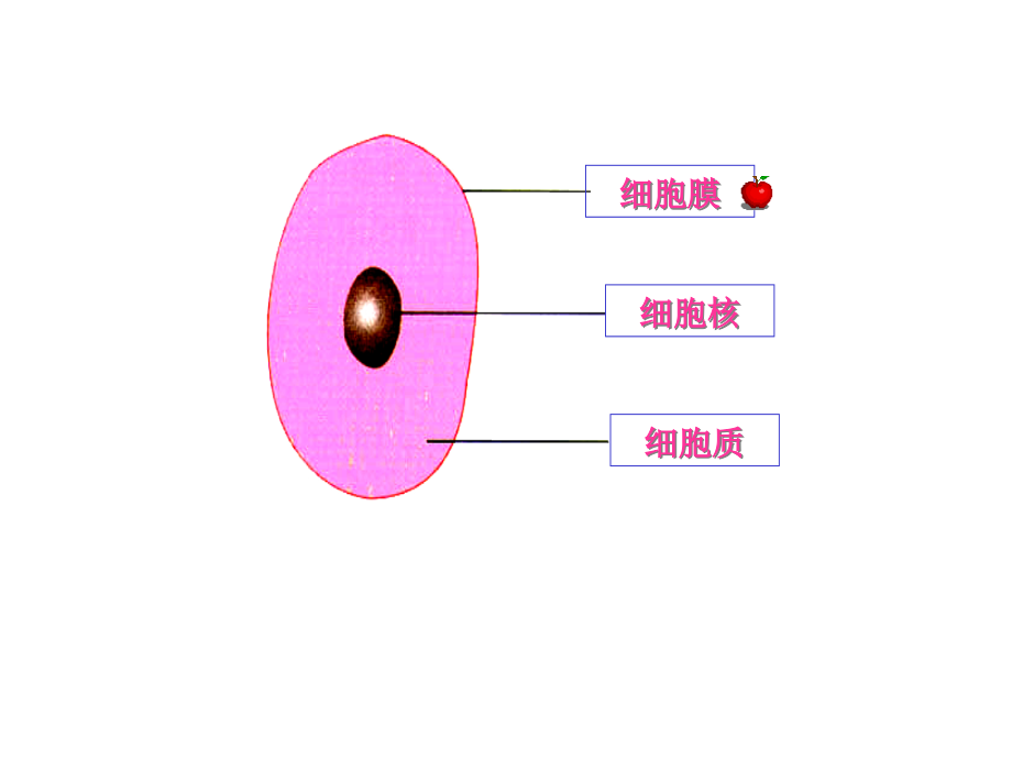 细胞膜的结构课件_第1页